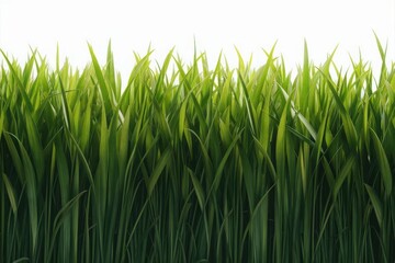 Obraz premium Vibrant green grass blades reaching towards a bright white sky
