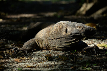 A powerful Komodo dragon (Varanus komodoensis) rests on a rocky, earthy ground in dappled sunlight and shadow, showcasing its unique textured skin and imposing presence in its natural habitat.