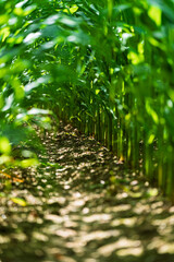 A Picturesque and Vibrant Green Cornfield Pathway Nestled Amidst Tall Corn Stalks