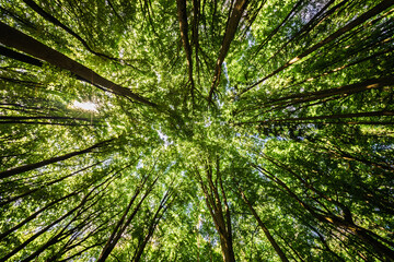A Serene Forest Canopy Beautifully Lit by Sunlight Filtering Through the Leaves Above