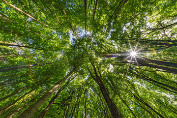 A Serene Forest Canopy Beautifully Lit by Sunlight Filtering Through the Leaves Above