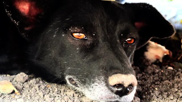 Video showing a dog infested with ticks, highlighting a neglected or stray animal in need of medical attention. Footage for veterinary, awareness, or educational use.