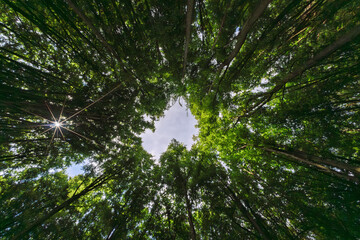 A breathtakingly serene view of sunlight gently filtering through a beautiful canopy of trees