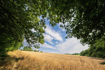 A Beautiful Scenic View of a Wheat Field Under a Clear Blue Sky Framed by Lush Green Trees