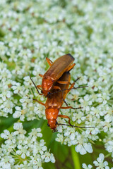 An Intriguing CloseUp View of Beetles Engaged in Mating Moments on a Flowering Plant
