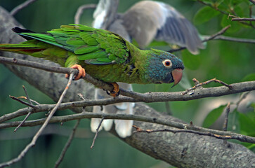 blue and green parrot