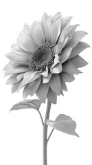 High resolution vector image of a sunflower, executed in stylized realism: graceful overlapping petals and natural color transitions create depth without physical contact with the background. The hove