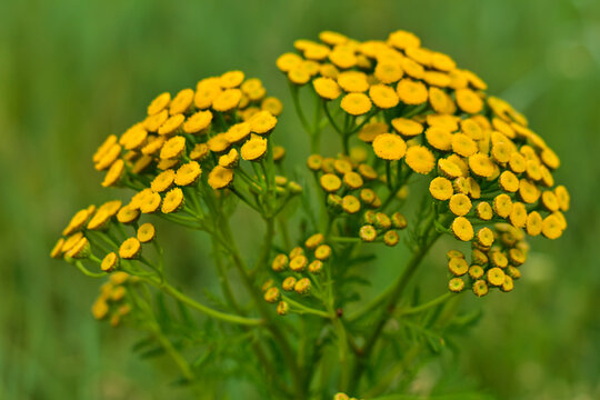Yellow tancy flowers. Tanacetum vulgare, common tancy, bitter button, cow bitter on green background.