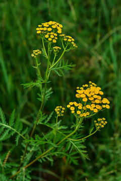 Yellow tancy flowers Tanacetum vulgare, common tancy, bitter button, cow bitter, golden buttons in the green summer meadow. 