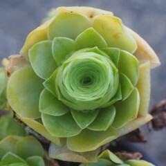 Aeonium aureum succulent mature plant
