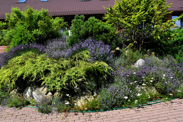 Large flower bed with blooming lavender in a countryside village