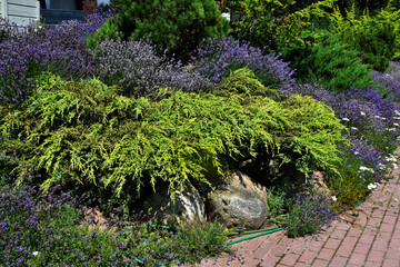 Large flower bed with blooming lavender in a countryside village