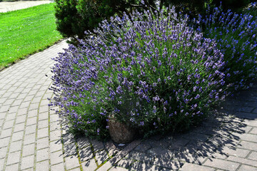 Large Lavender bushe blooming in the garden