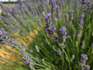 Lavender blooms with bee in summer garden. Lavender and bee