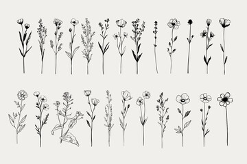 Wildflower Clipart Bundle &ndash; Hand-Drawn Botanical Vector Set 
