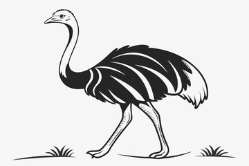 ostrich vector illustration