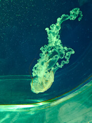 Sea jellyfish swim through a lit aquarium. The hat and tentacles