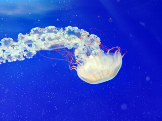 Sea jellyfish swim through a lit aquarium. The hat and tentacles