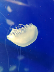 Sea jellyfish swim through a lit aquarium. The hat and tentacles