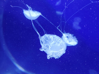 Sea jellyfish swim through a lit aquarium. The hat and tentacles