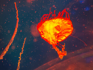 Sea jellyfish swim through a lit aquarium. The hat and tentacles