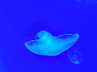 Sea jellyfish swim through a lit aquarium. The hat and tentacles