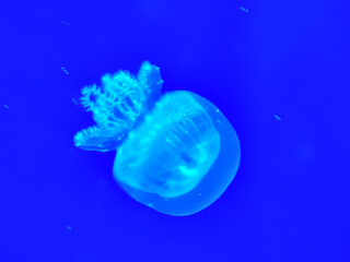Sea jellyfish swim through a lit aquarium. The hat and tentacles