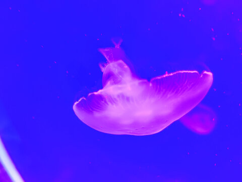 Sea jellyfish swim through a lit aquarium. The hat and tentacles