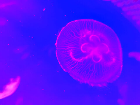 Sea jellyfish swim through a lit aquarium. The hat and tentacles