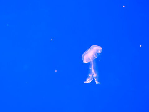 Sea jellyfish swim through a lit aquarium. The hat and tentacles
