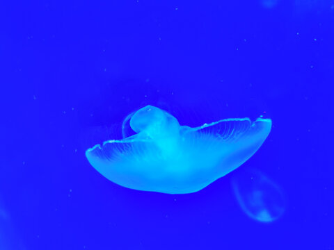 Sea jellyfish swim through a lit aquarium. The hat and tentacles