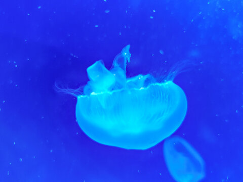 Sea jellyfish swim through a lit aquarium. The hat and tentacles