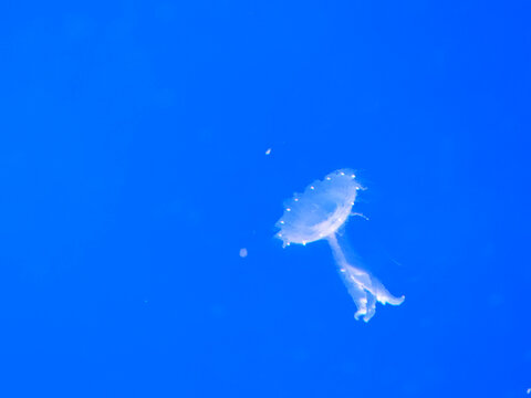 Sea jellyfish swim through a lit aquarium. The hat and tentacles