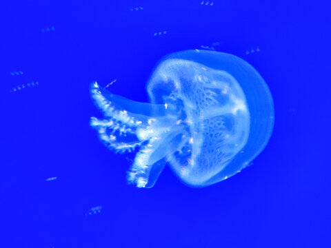 Sea jellyfish swim through a lit aquarium. The hat and tentacles