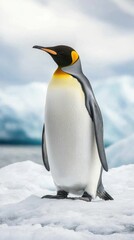 Obraz premium King penguin on ice (2)