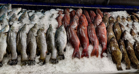 Snapper, bass, and barramundi fishes are displayed on beds of ice in a fish market of Thailand