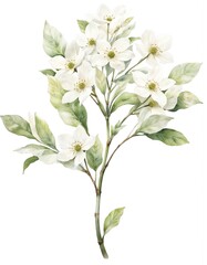Obraz premium Watercolor illustration of Kousa Dogwood branch with white flowers and green leaves on white background. Delicate botanical art, ideal for gardening, floral design, or nature themes.