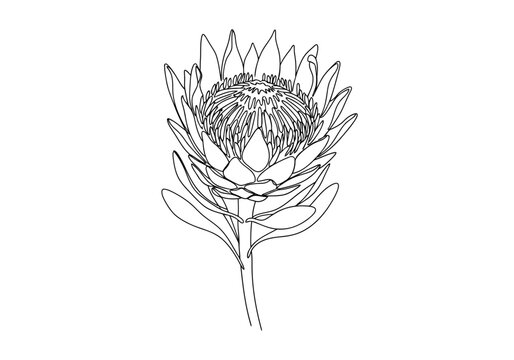 Vector illustration of outline illustration of a king protea flower, isolated on a white background