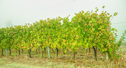 Grape vines in chilly fog after an autumn rain, outside Mango, France