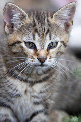 cute kitten portrait close up