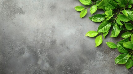 Vibrant Green Leaves on a Textured Gray Background Nature Photography