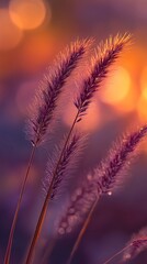 Sunset Meadow Dew-Kissed Grass Blades at Golden Hour