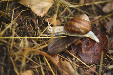 Close-Up View of a Snail on Fallen Leaves in Natural Forest Setting