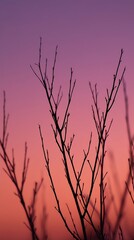 Silhouetted Branches Against Vibrant Sunset Sky,morning,nature