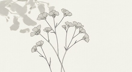 Naklejka premium Elegant line art illustration of delicate gypsophila flowers with a soft leaf shadow on a beige background. Minimalist botanical concept.