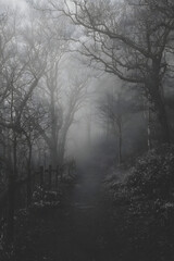 Fototapeta premium An atmospheric black and white photograph of a path leading through a dark, foggy forest.