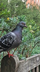 high-quality detailed image of a pigeon