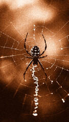 Obraz premium Close-Up of a Halloween Spider on Web. A dramatic Halloween close-up image of a spider on its web with orange lighting. Perfect for horror-themed backgrounds, posters, and digital Halloween designs.