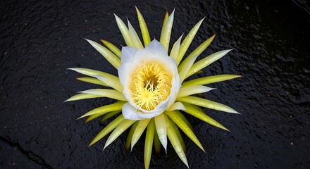 White Pitaya Flower in Top-Down View with Wet Stone Surface and Water Droplets
