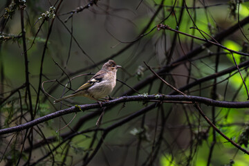Young eurasian chaffinch, summer in Norway, Fringilla coelebs